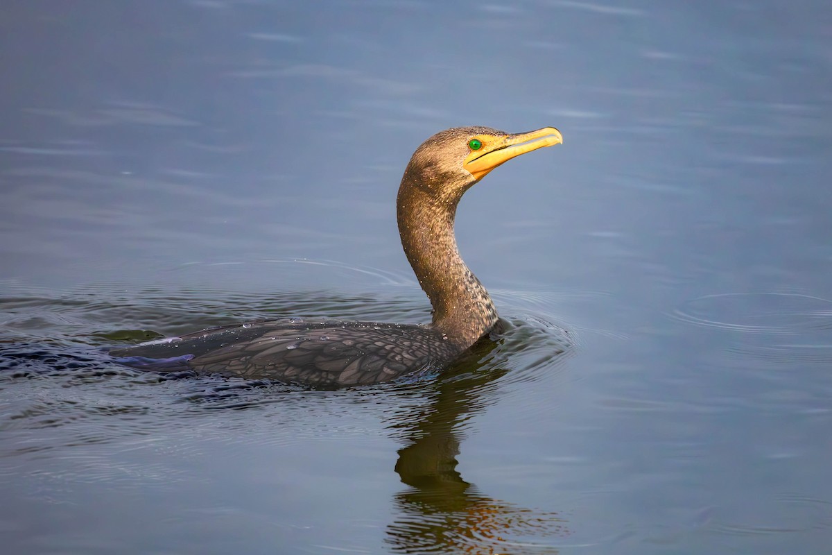 Double-crested Cormorant - ML646087757