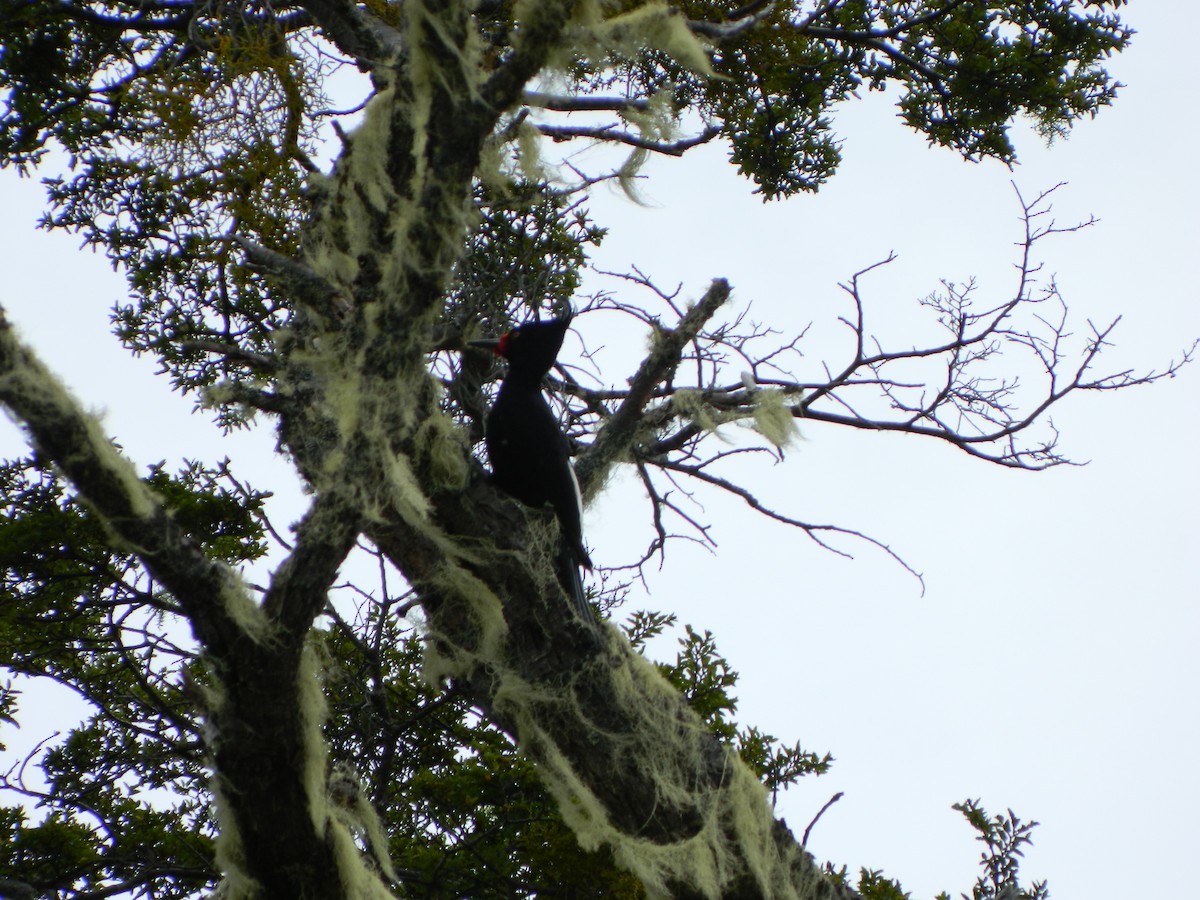 Magellanic Woodpecker - ML646087758