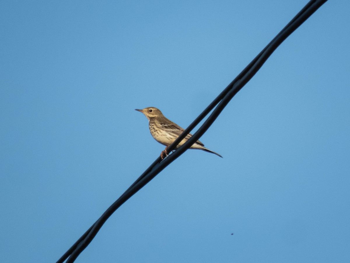 黃腹鷚 - ML646087759