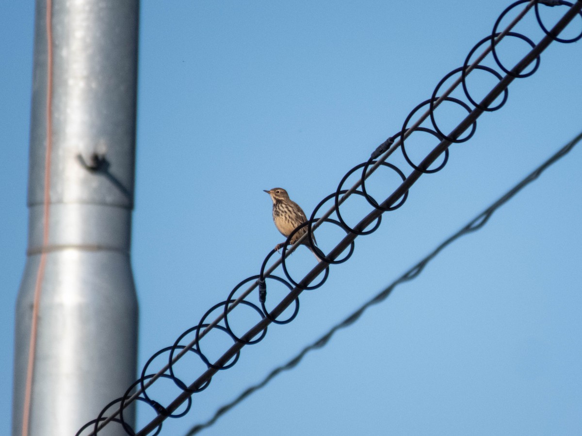 黃腹鷚 - ML646087760