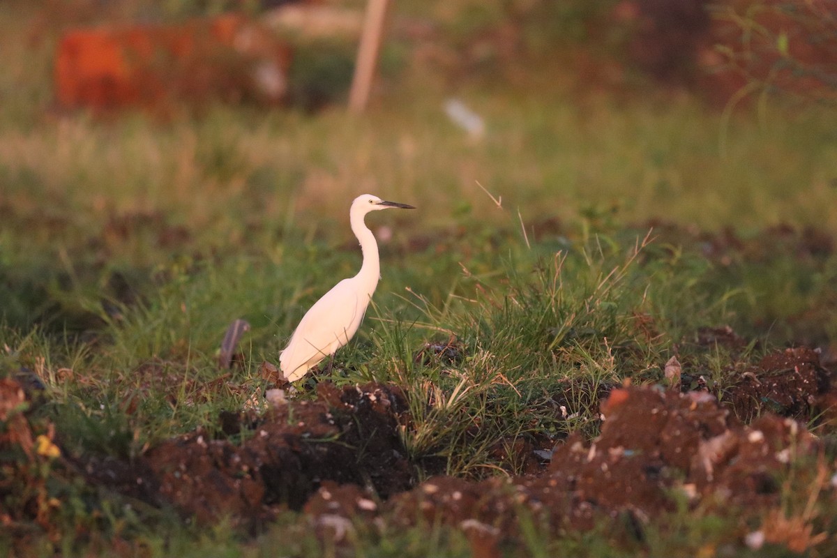 小白鷺 - ML646087761
