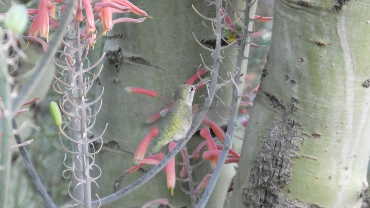 Costa's Hummingbird - ML646087762