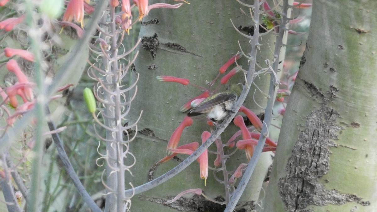 Costa's Hummingbird - ML646087763