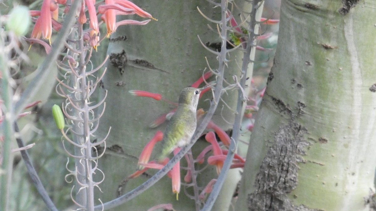 Costa's Hummingbird - ML646087764