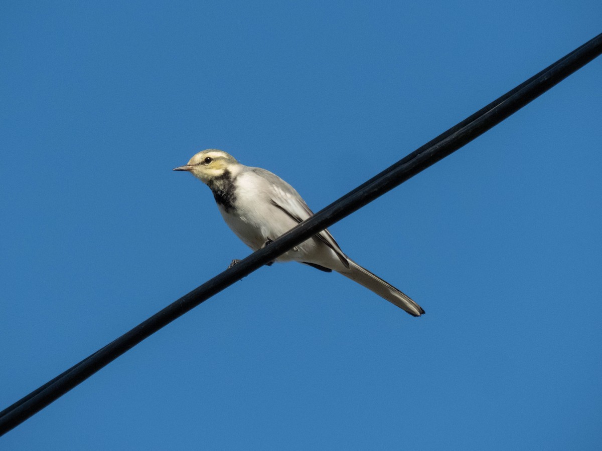 白鶺鴒(黑背眼紋) - ML646087765