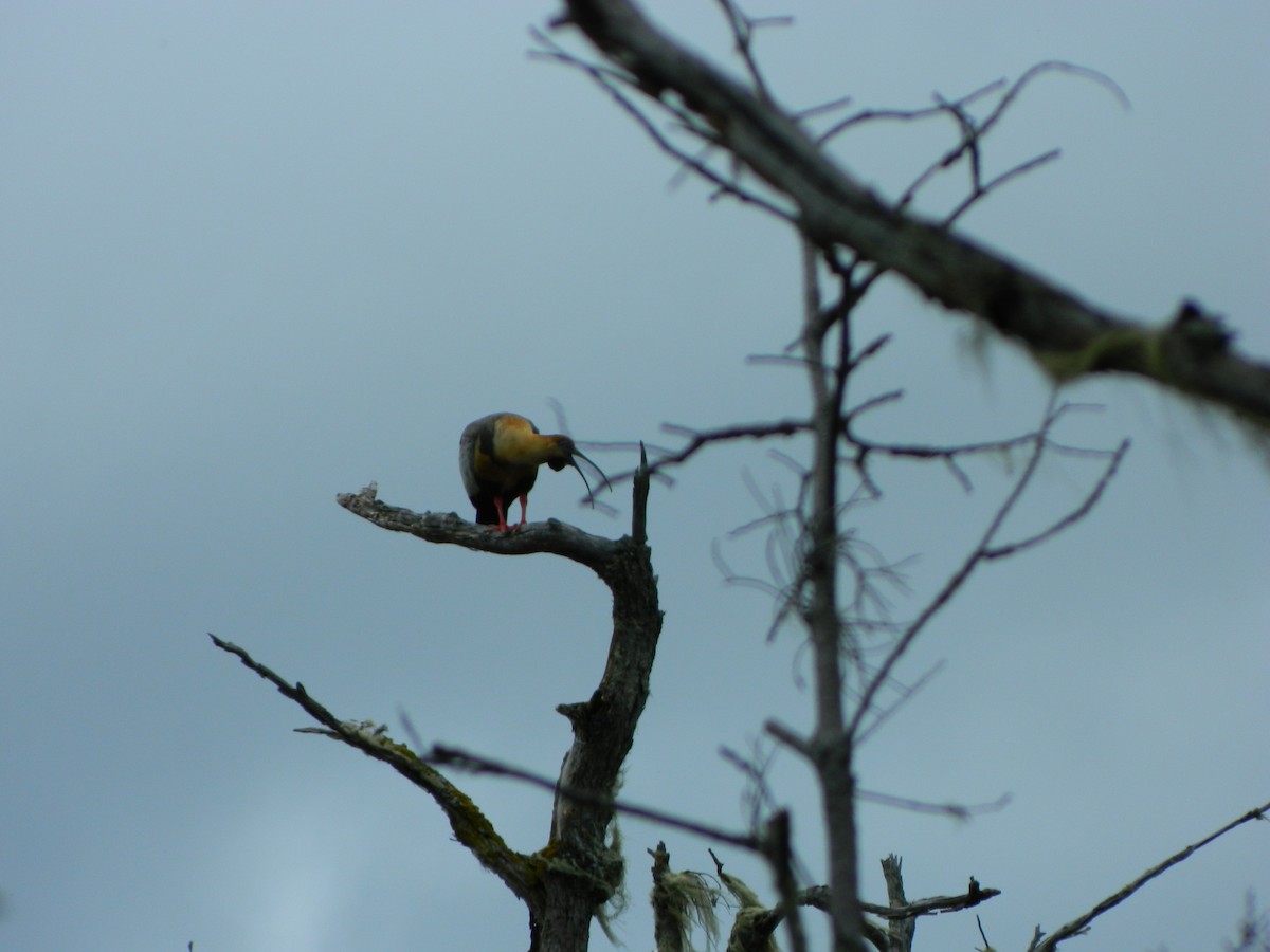 Black-faced Ibis - ML646087770