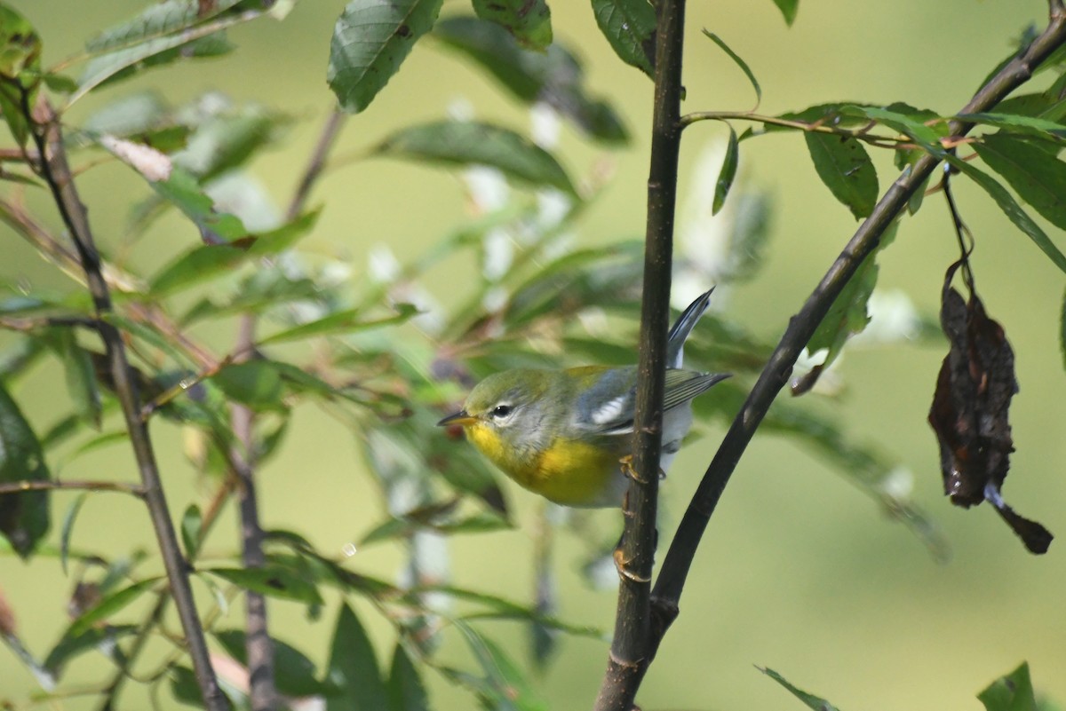 Northern Parula - ML646087771
