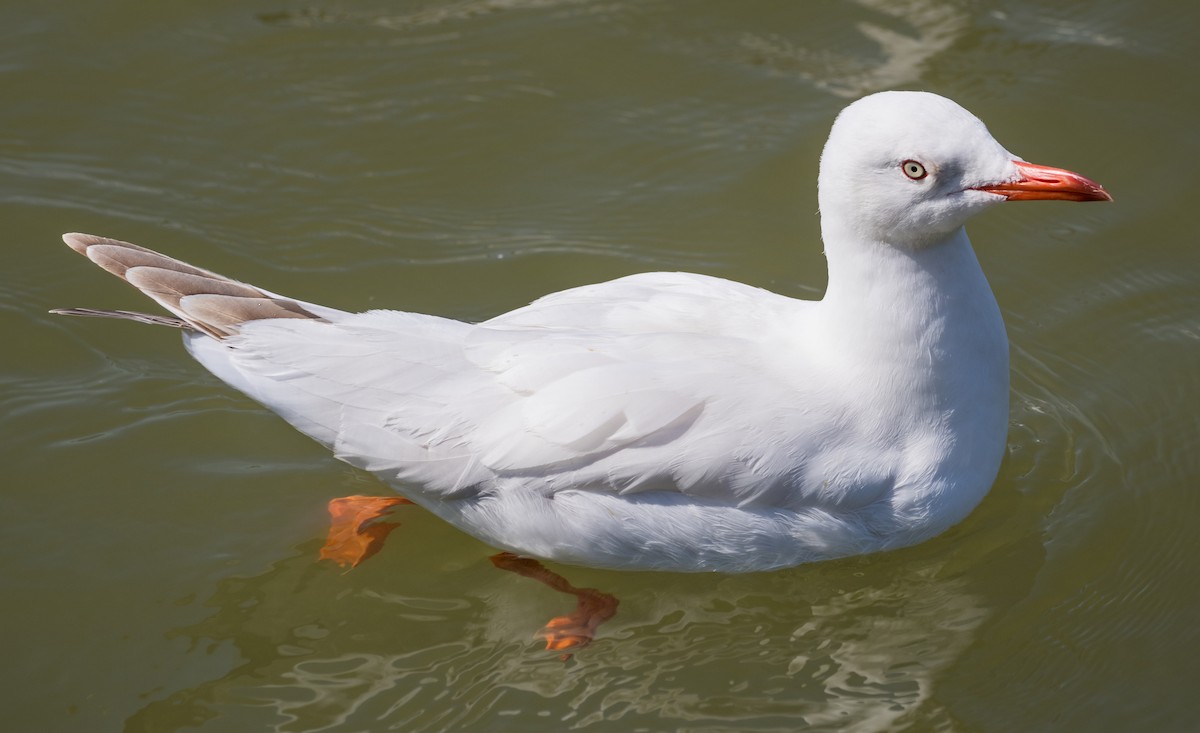 racek hnědohlavý - ML646087782