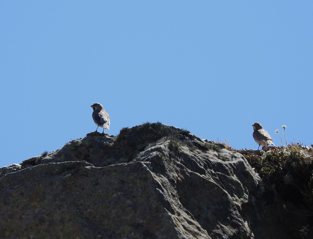 Yellow-bridled Finch - ML646087784