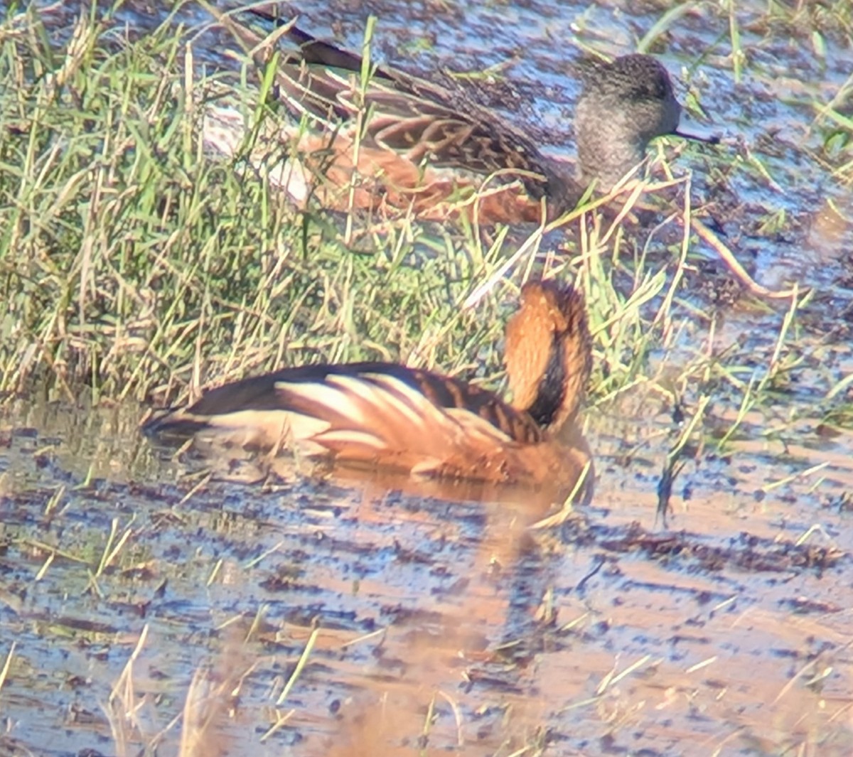 Fulvous Whistling-Duck - ML646087792