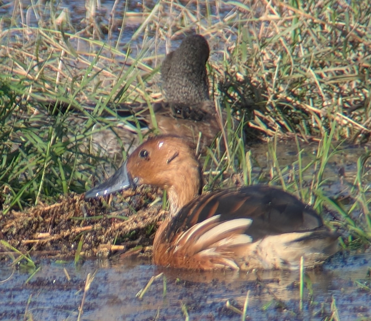 Fulvous Whistling-Duck - ML646087793
