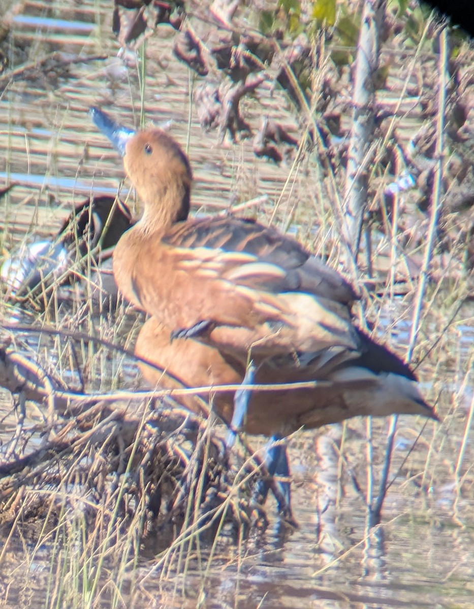 Fulvous Whistling-Duck - ML646087794