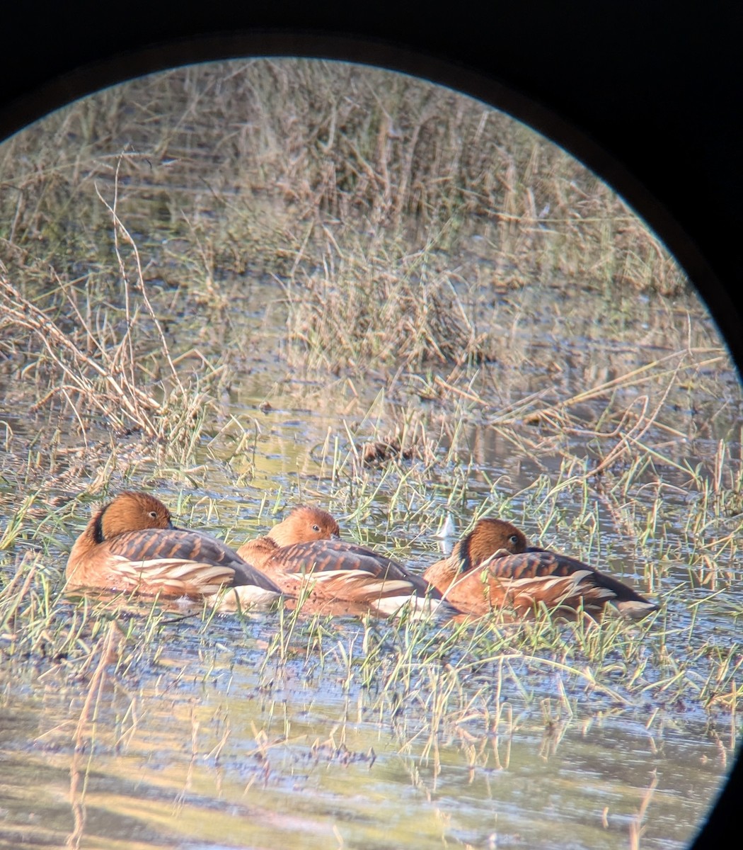 Fulvous Whistling-Duck - ML646087795