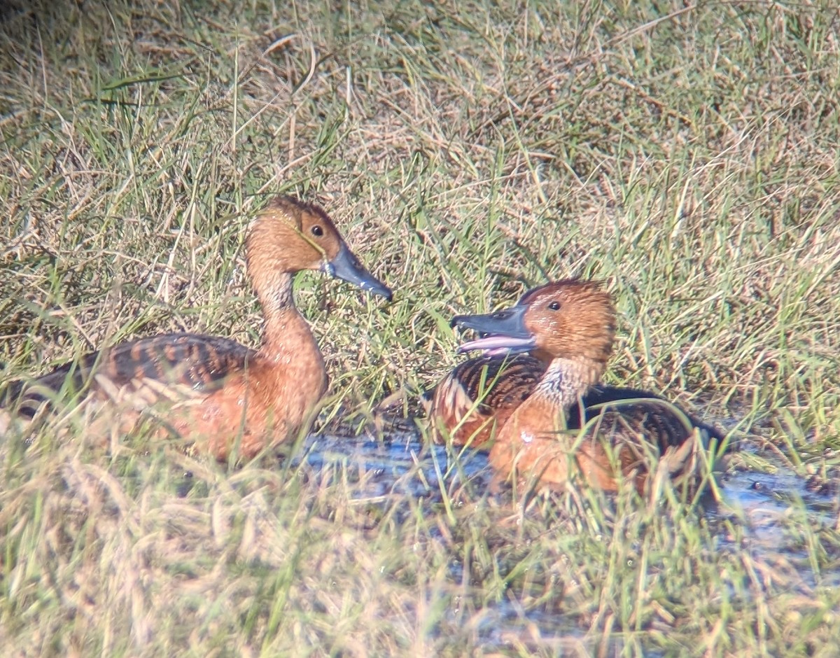 Fulvous Whistling-Duck - ML646087796