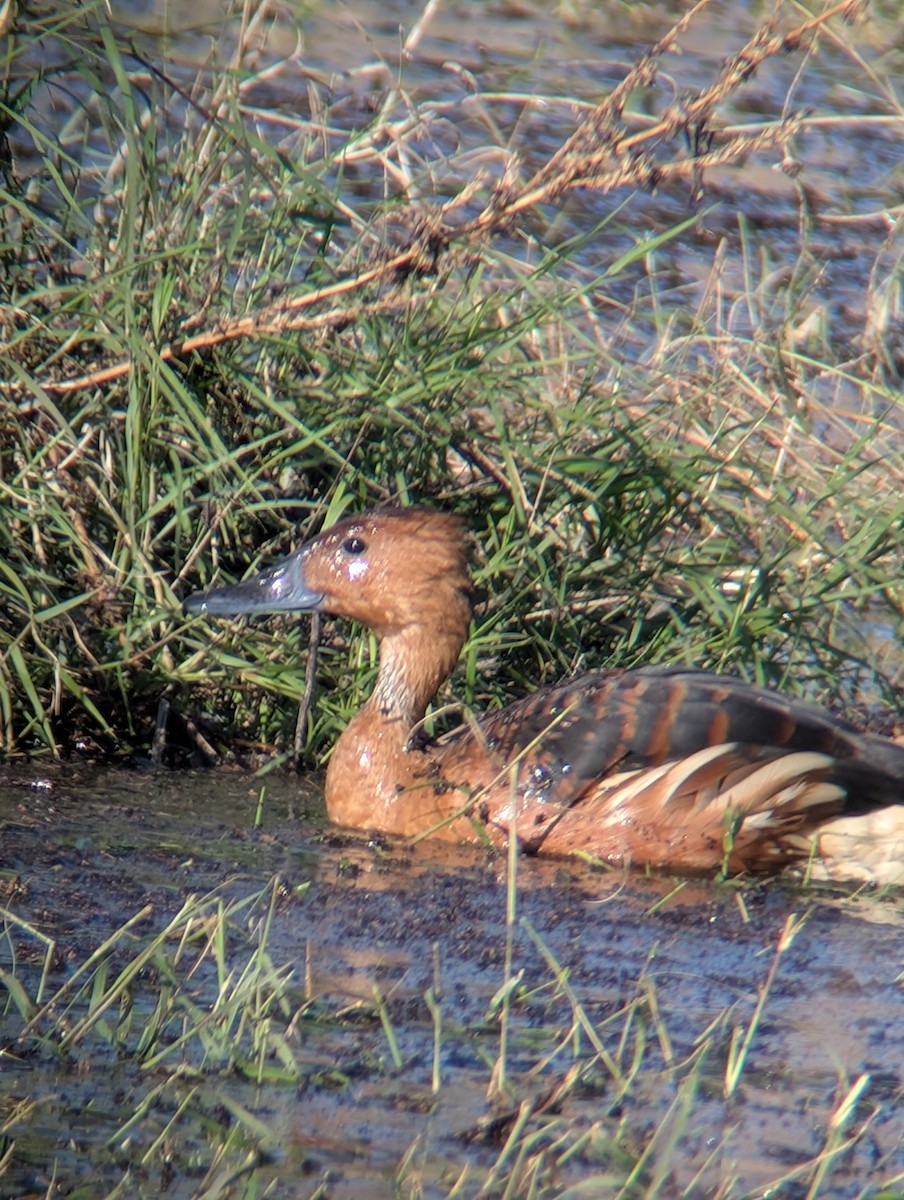 Fulvous Whistling-Duck - ML646087797