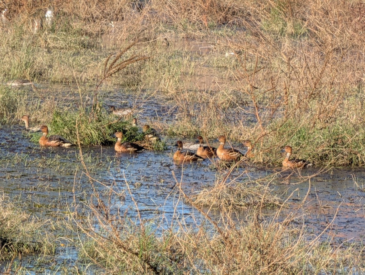 Fulvous Whistling-Duck - ML646087798
