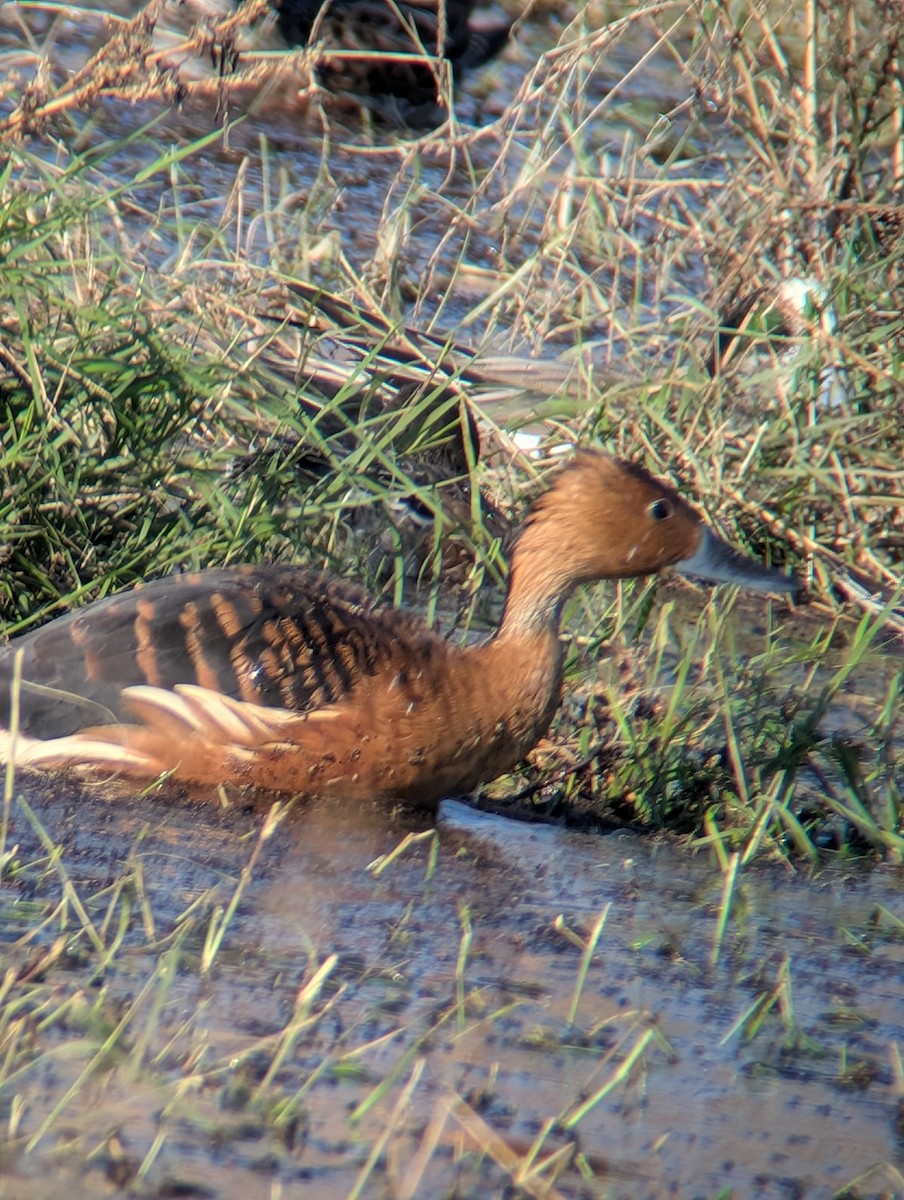 Fulvous Whistling-Duck - ML646087799