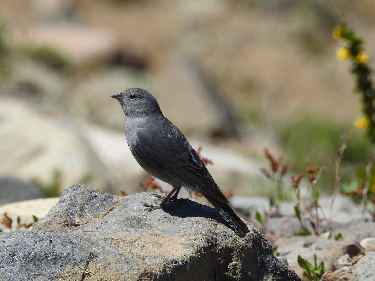 Plumbeous Sierra Finch - ML646087803