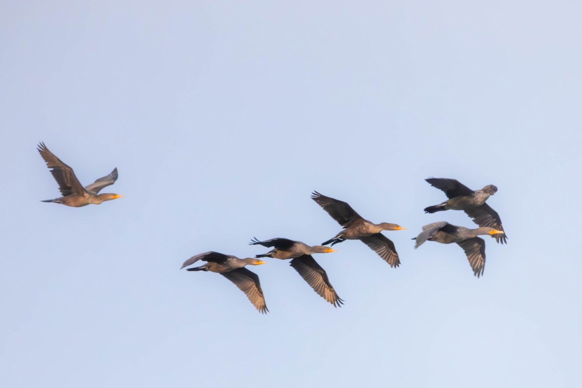 Double-crested Cormorant - ML646087805