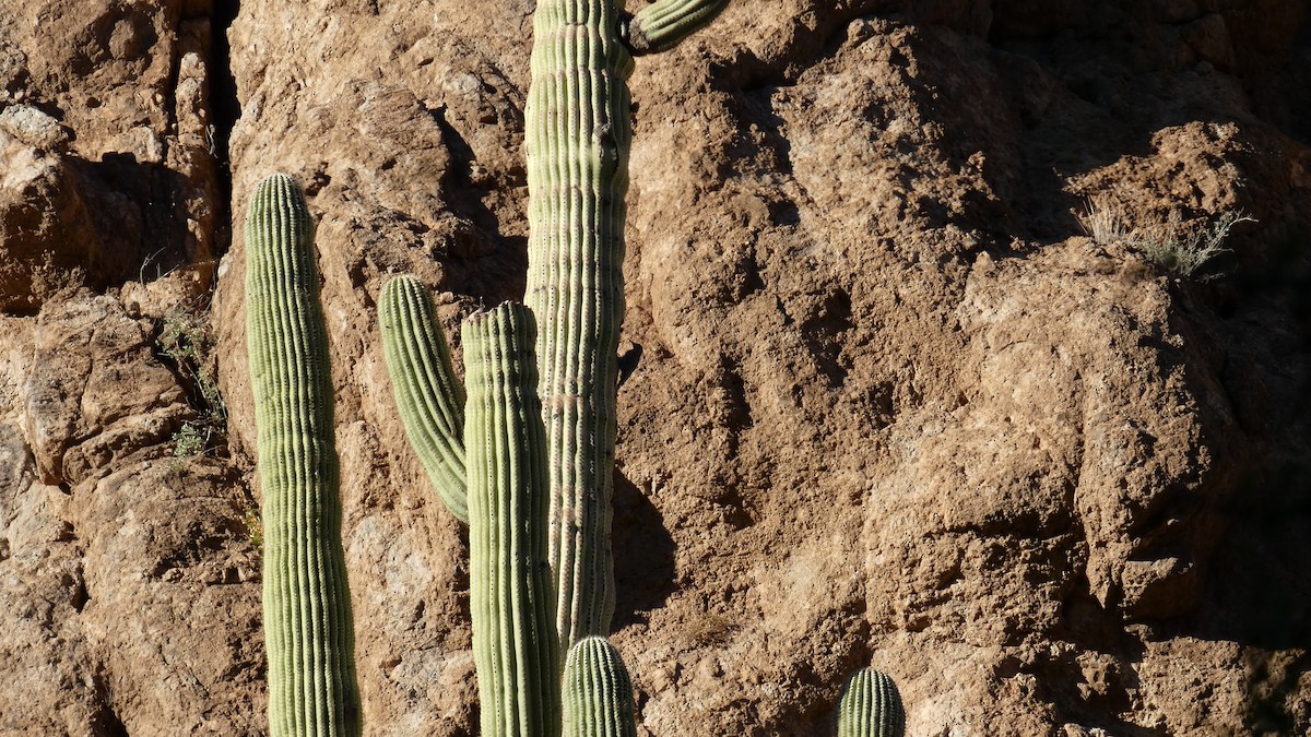 Gilaspecht - ML646087808