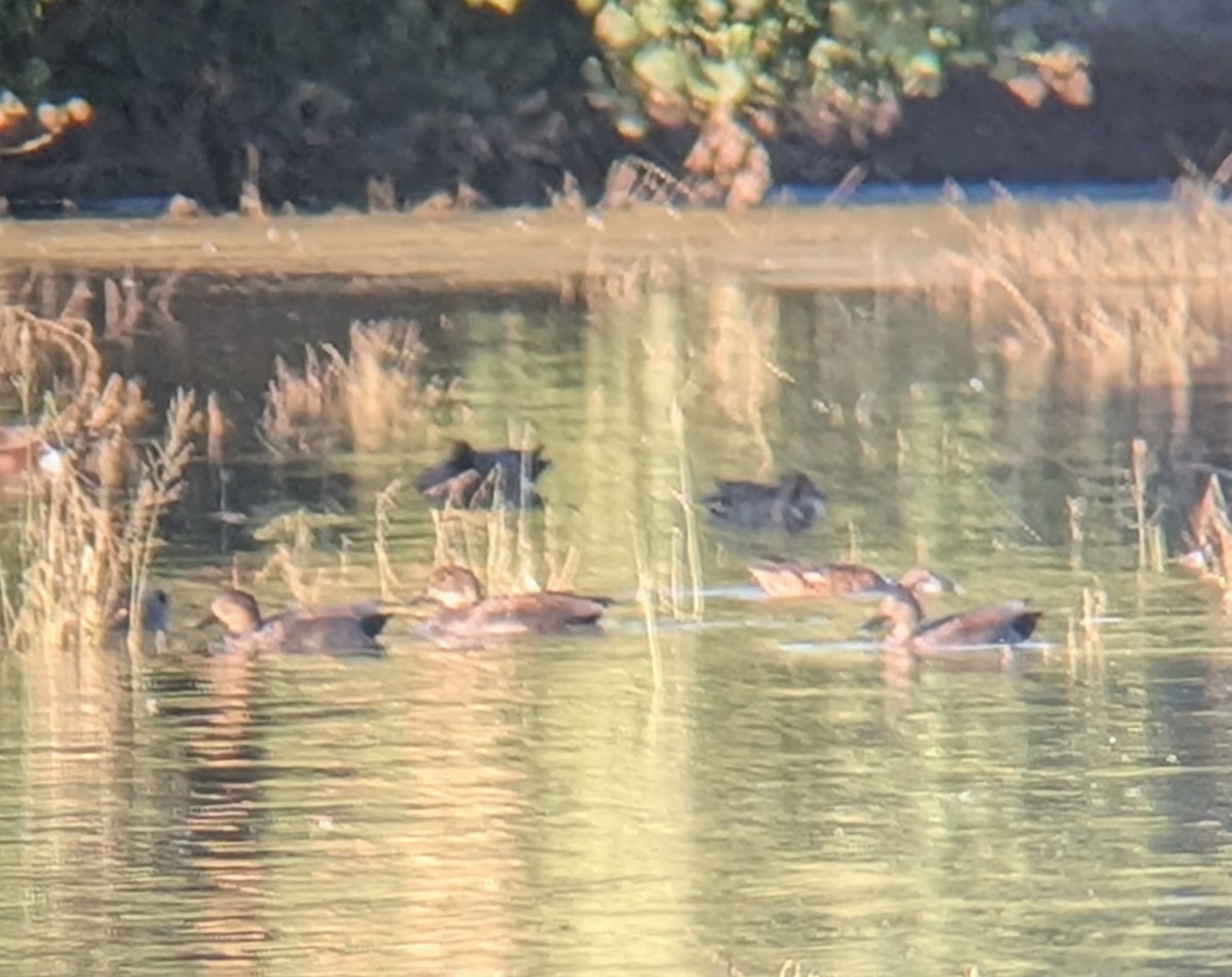 Gadwall - ML646087809