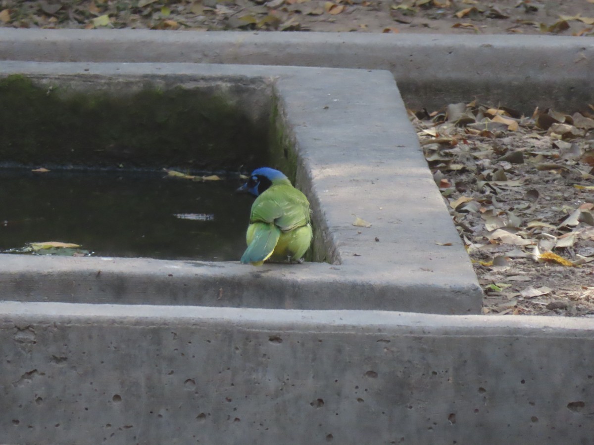 Inkablaurabe - ML646087810