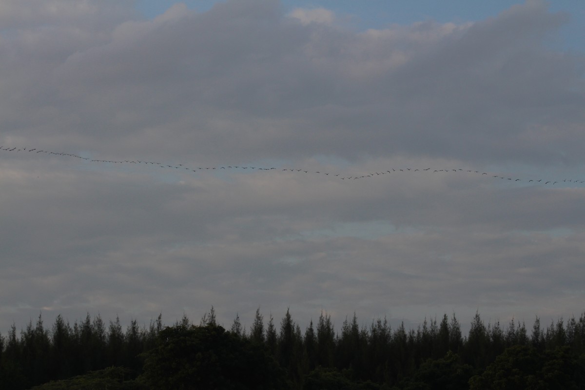 Sichler - ML646087816