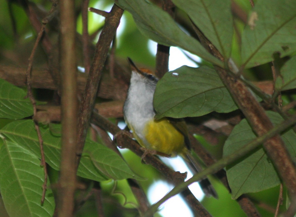 Mountain Tailorbird - ML646087817