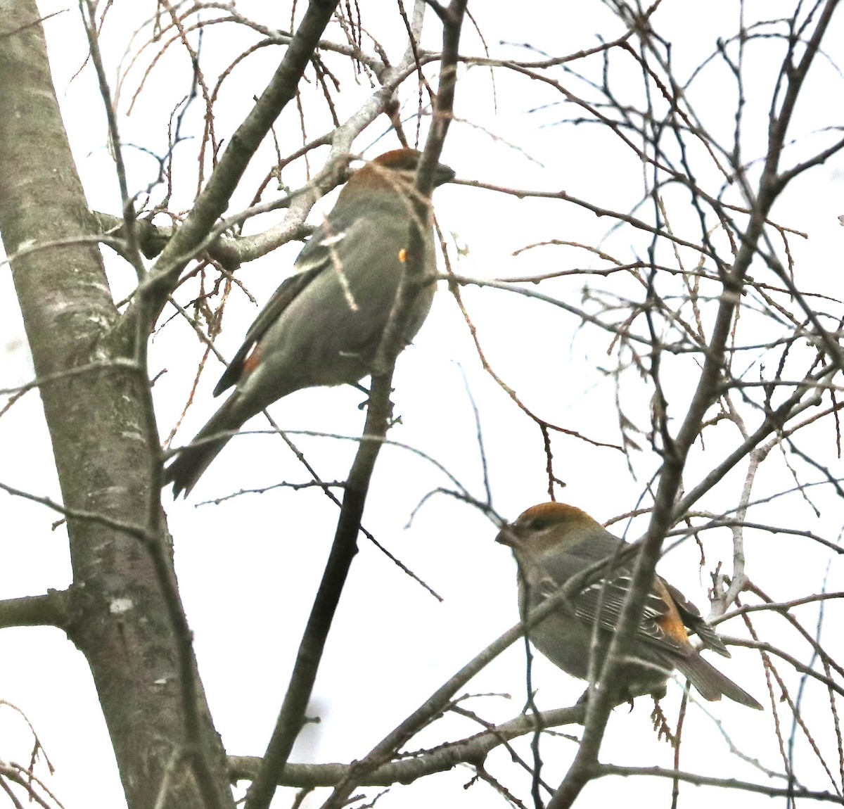 Pine Grosbeak - ML646087818