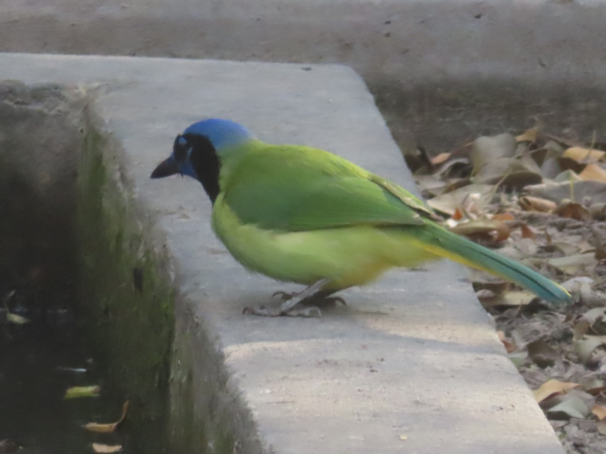 Inkablaurabe - ML646087821