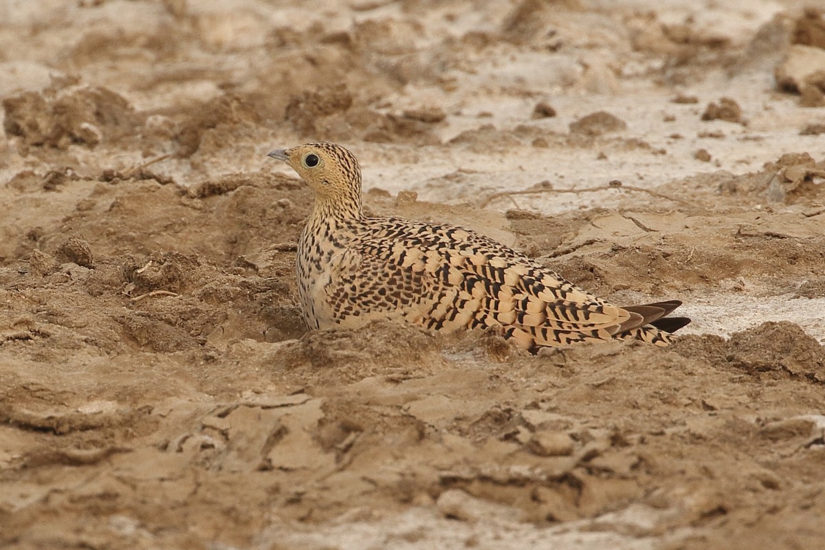 Braunbauch-Flughuhn - ML646087822