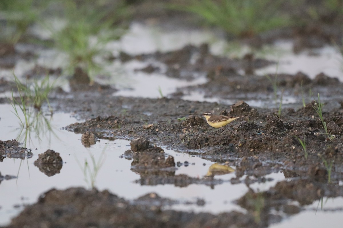 Tschuktschenstelze - ML646087824