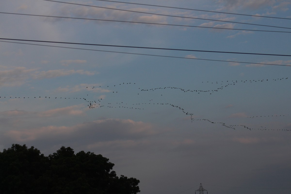 Sichler - ML646087825