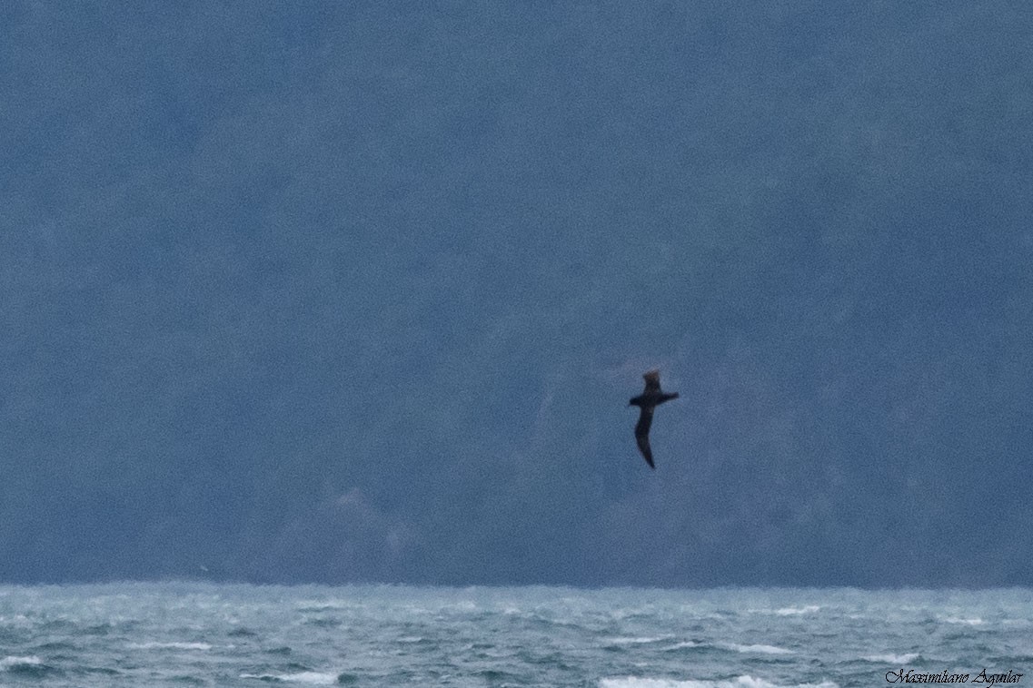 Procellariidae, unbestimmt - ML646087826