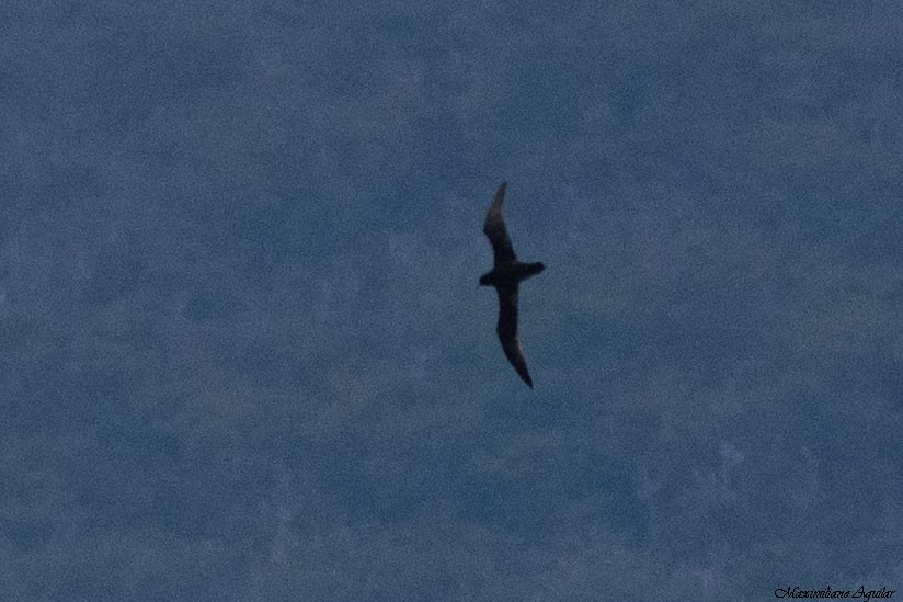 Procellariidae, unbestimmt - ML646087827