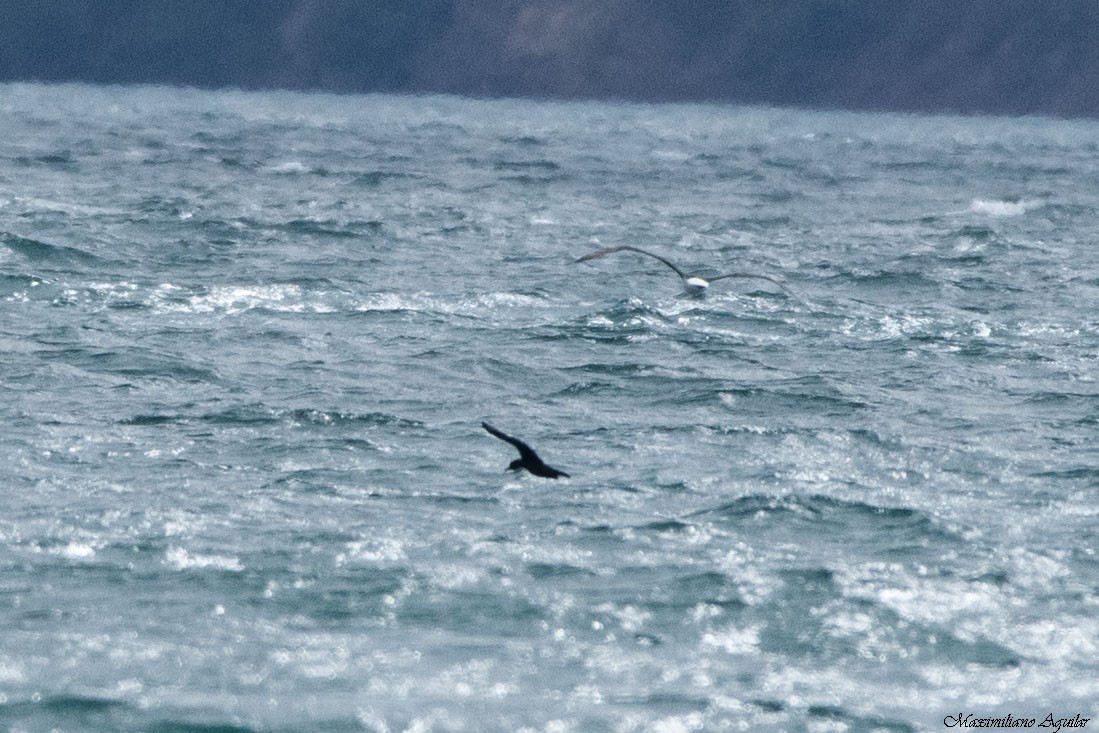 Procellariidae, unbestimmt - ML646087828