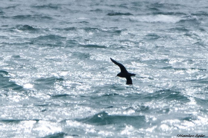 Procellariidae, unbestimmt - ML646087829