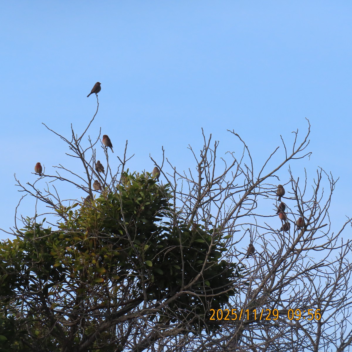 Hausgimpel - ML646087830