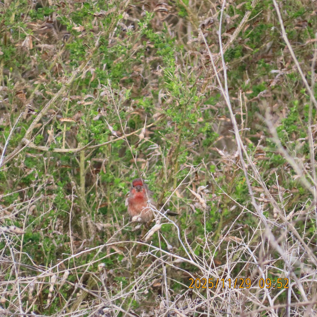 Hausgimpel - ML646087831