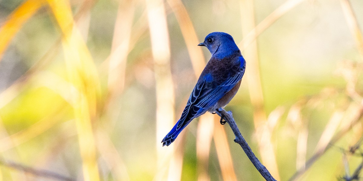 Blaukehl-Hüttensänger - ML646087832