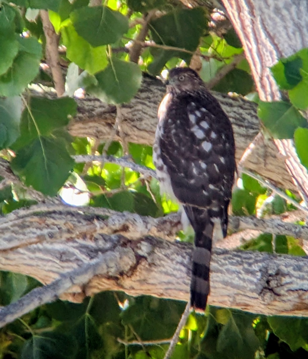 Rundschwanzhabicht - ML646087833