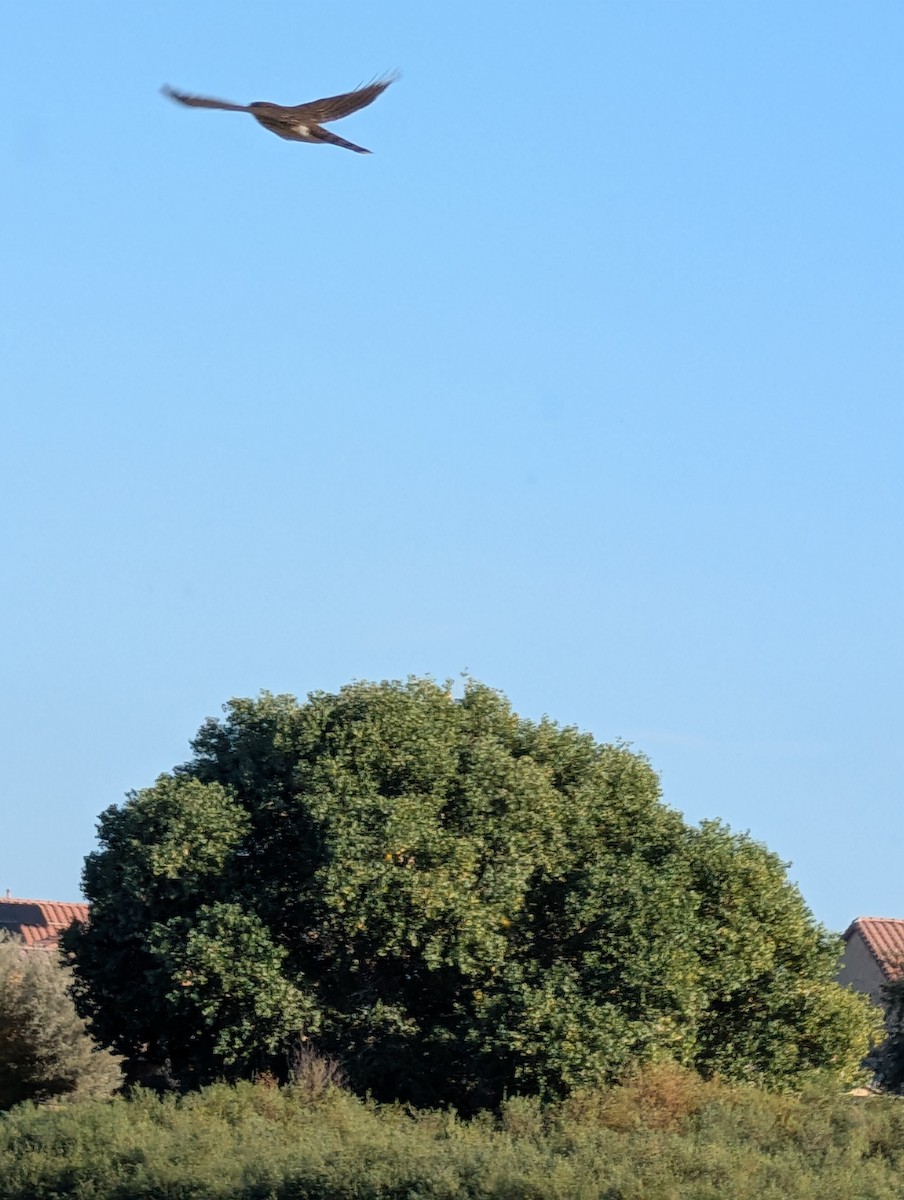 Rundschwanzhabicht - ML646087834