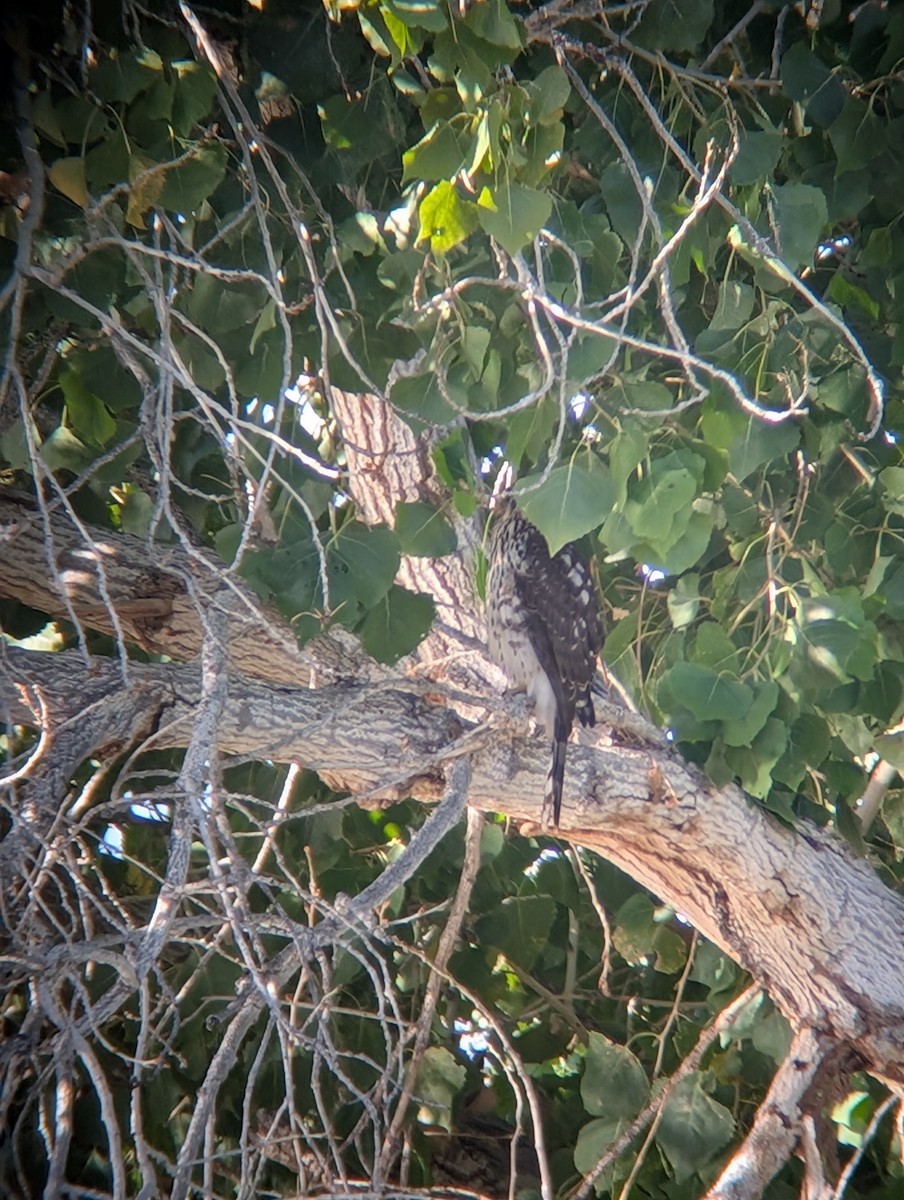 Rundschwanzhabicht - ML646087835