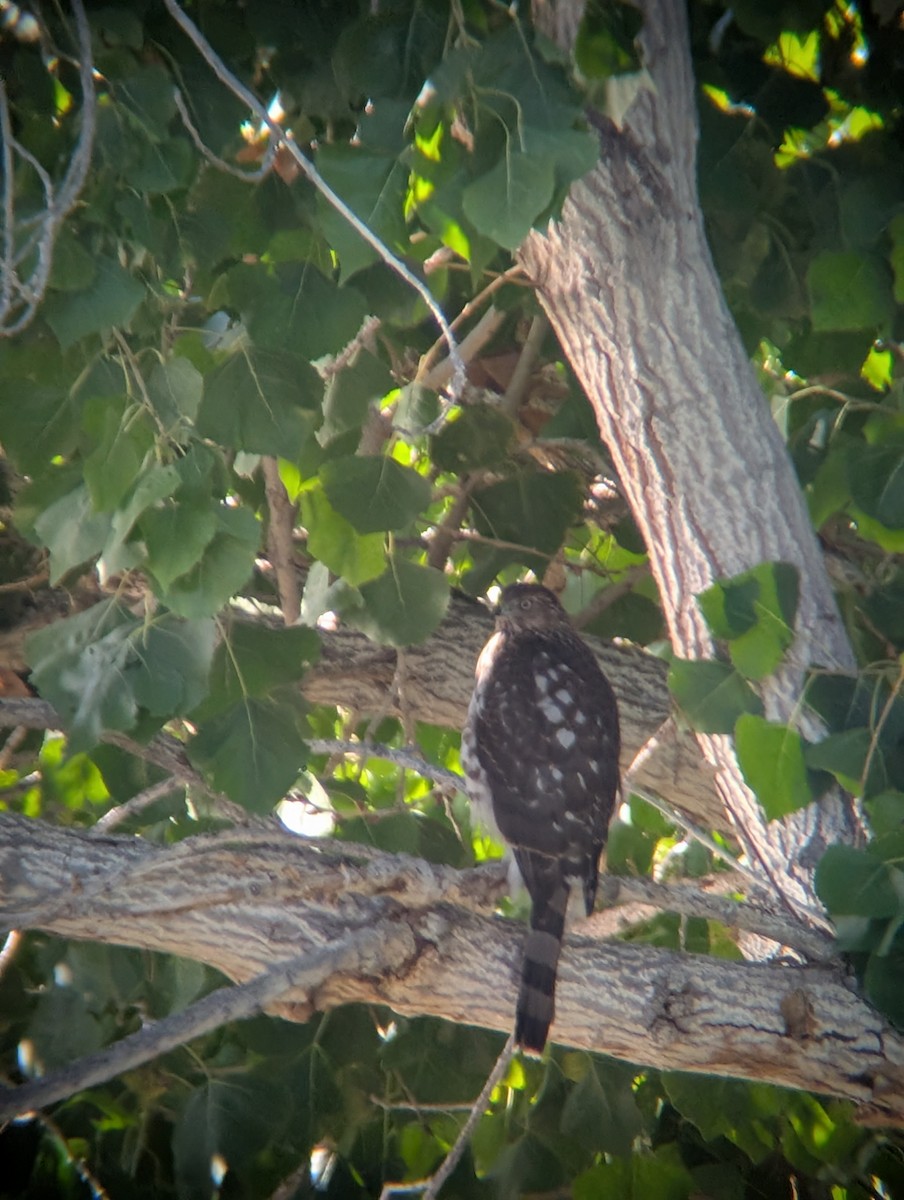 Rundschwanzhabicht - ML646087836