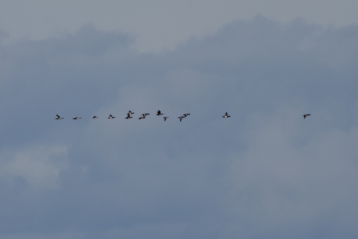 Surf Scoter - ML646087837