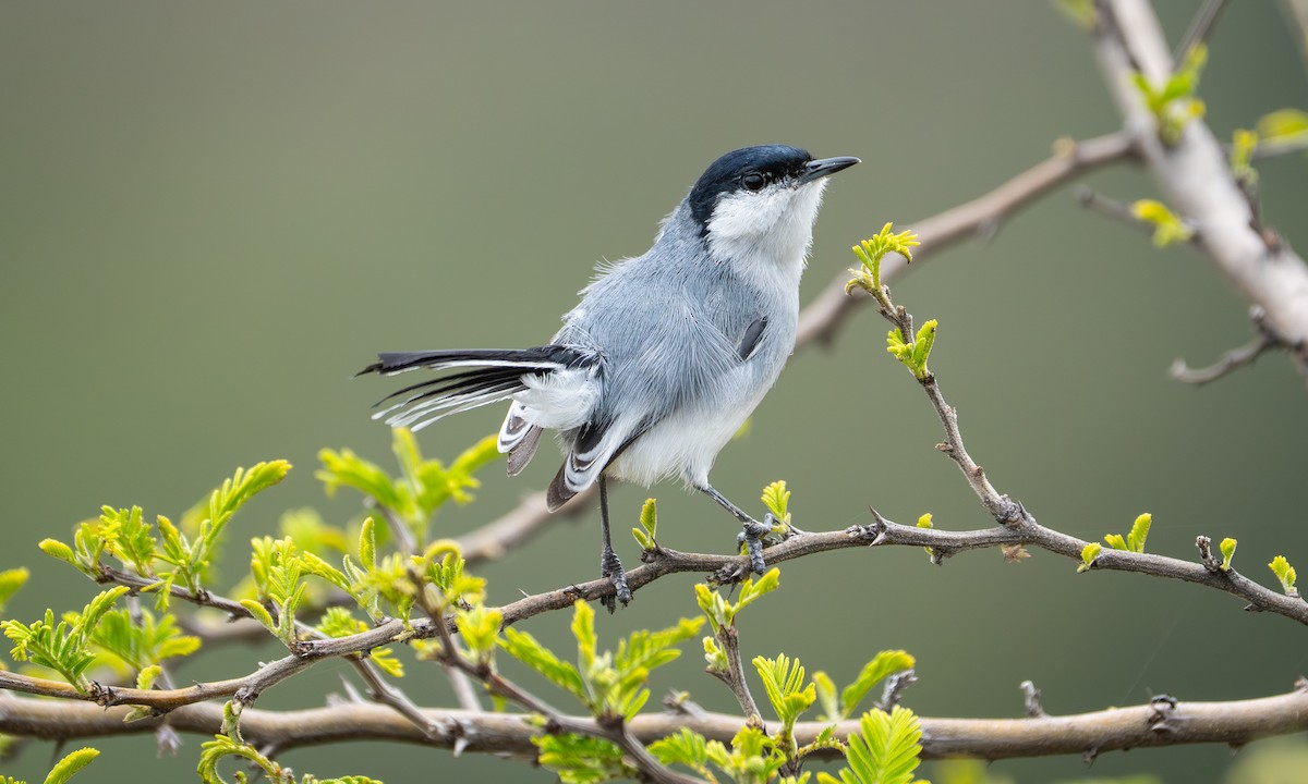 Marañónmückenfänger - ML646087838