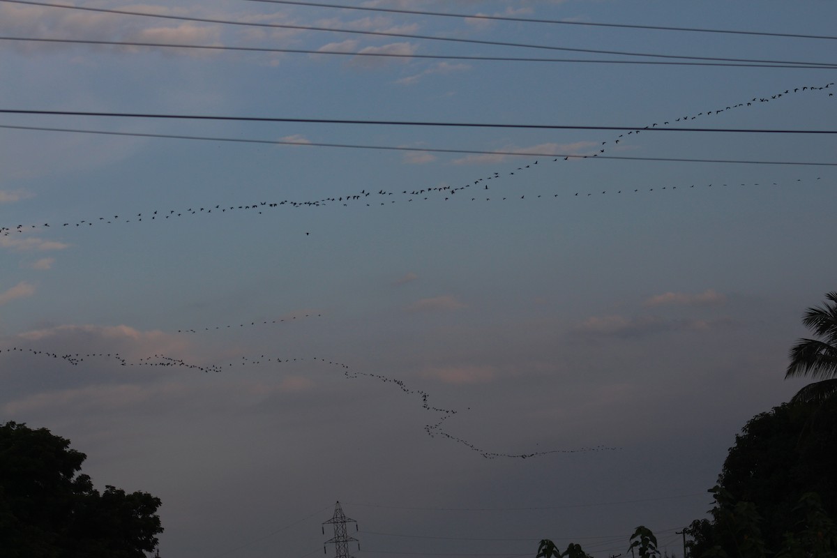 Sichler - ML646087839