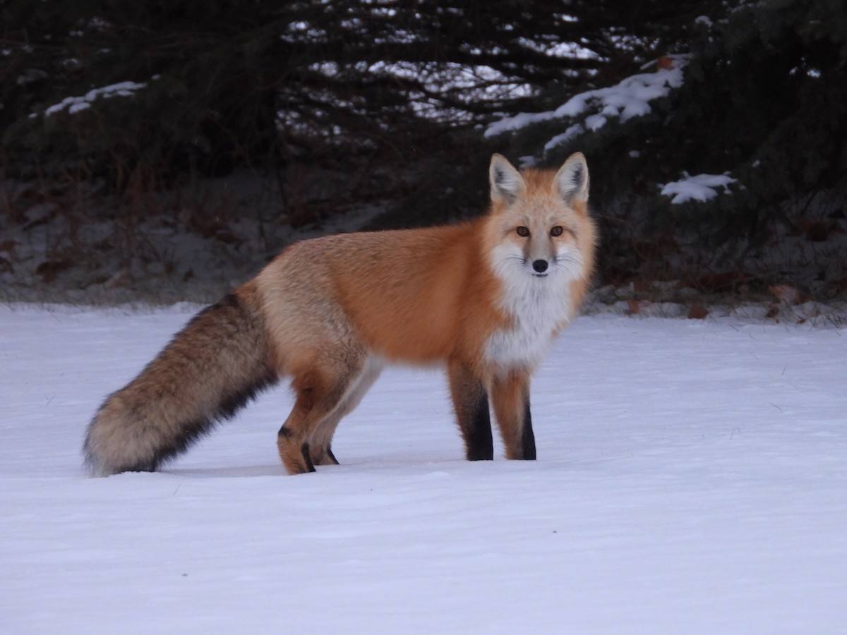 Red Fox - ML646087840