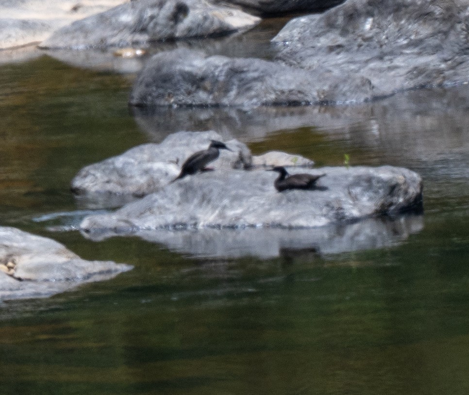 Dunkelsäger - ML646087841