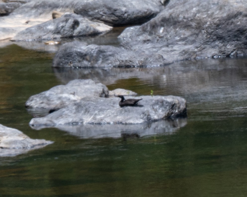 Dunkelsäger - ML646087843